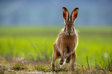 Fluffy brown hare in a lush green field