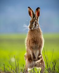 Fluffy brown hare in a lush green field © Wirestock