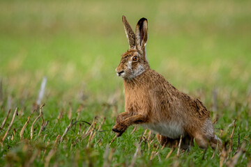 Fluffy brown hare in a lush green field