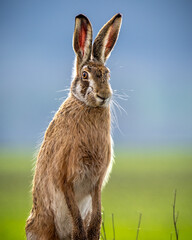 Fluffy brown hare in a lush green field