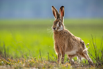 Fluffy brown hare in a lush green field