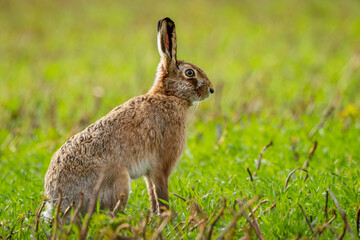 Fluffy brown hare in a lush green field