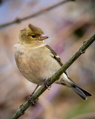 Close-up finch (Fringilla coelebs) perched on a branch
