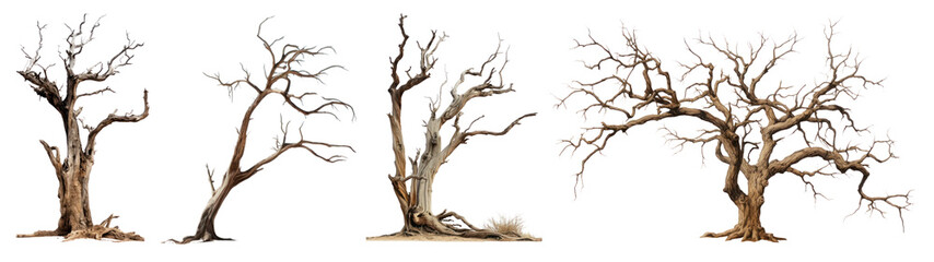 Dried tree png element set on transparent background