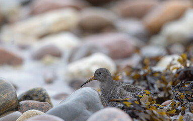 Closeup portrait of a Purple Sandpiper on pebbles