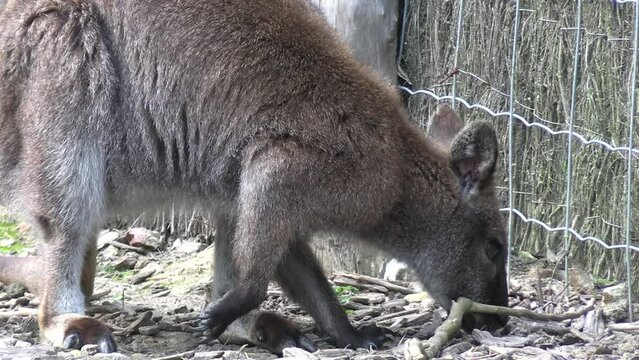 wallaby, en gros plan, dans un parc animalier