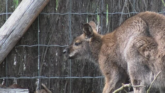 wallaby, en gros plan, dans un parc animalier