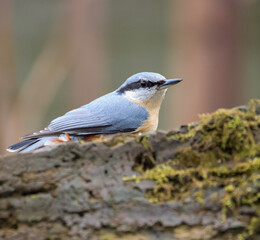 Eurasian nuthatch perched on a moss-covered tree