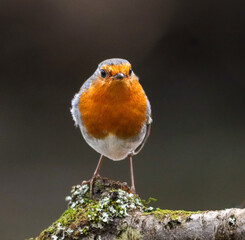 European robin sitting on a tree branch