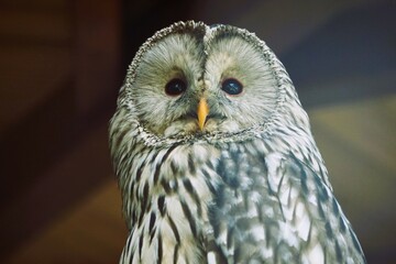 a large owl is standing on a piece of wood wearing a blue hat