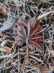 a frozen leaf is on the ground with lots of frost