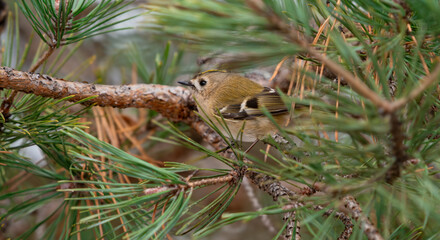 Small Yellow-headed Kinglet perches gracefully on a pine branch