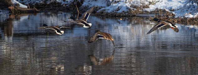 five birds are flying low above the water and snow on the ground
