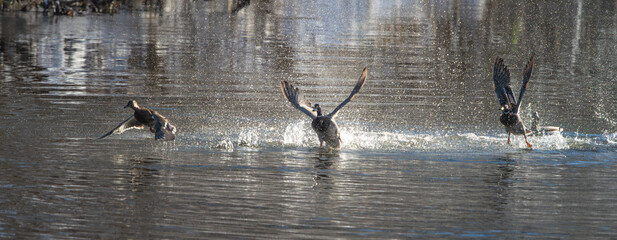 ducks splash in water with their wings out and landing to take flight