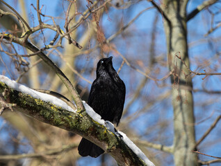 Rook bird perched on a wintry branch in the woods