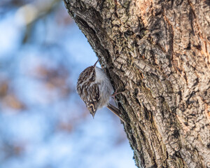 a bird that is perched on the side of a tree