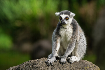 a lemur sitting on top of a stone with it's eyes closed