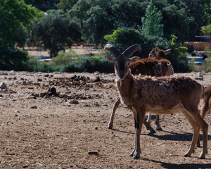 ...arui, maned, Ammotragus lervia, maned sheep, africa, northern