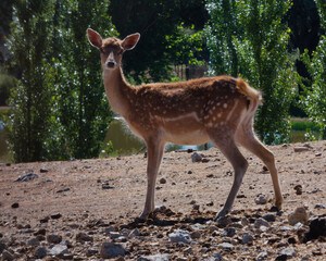 deer, eastern, Cervus nippon, animal, female, wildlife, nature,