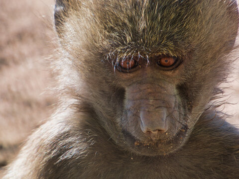 baboon, Masai, green baboon, Papio cynocephalus, animal, wildlif