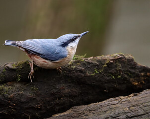 Nuthatch perched on a branch