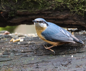 Nuthatch perched on a log beneath a tree branch