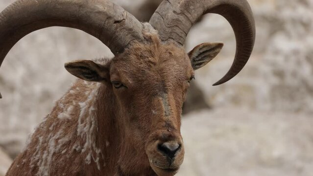 portrait d'un mouflon &agrave; manchettes, en gros plan