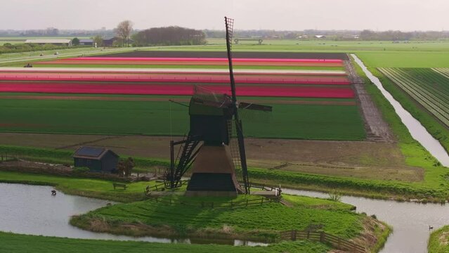 Aerial view of colorful tulip fields and windmills in sunrise, Weel en Braken, Obdam, Netherlands.