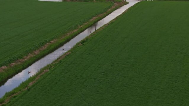 Aerial view of colorful tulip fields with windmills at sunrise, Weel en Braken, Obdam, Netherlands.