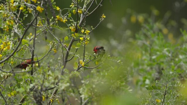 Crimson &lsquo;Apapane Himatione sanguinea bird foraging on mamane blossoms in treetop