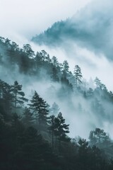Mountains with fir trees in foggy weather.