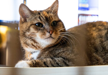A beautiful tricolor house cat sitting indoors. Cute portrait of a pet. © dachux21