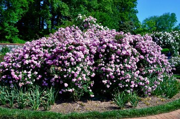'Rural England' shrub rose