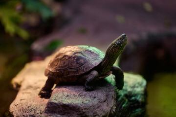 Yellow-spotted river turtle standing on a rock with head raised high in a rainforest environment