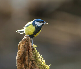Tiny Great tit sits on a tree stump against a blurred backdrop