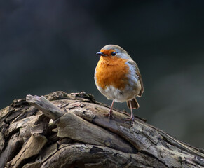 Robin bird perched on a lifeless branch