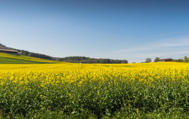 Rural landscape in canton of Thurgau with flowering rapeseed field, Switzerland