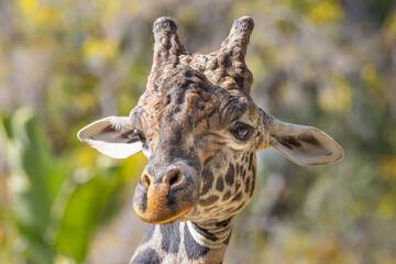 Closeup portrait of a giraffe in a sunny outdoor setting
