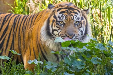 Tiger behind in lush green foliage
