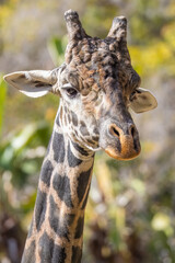 Closeup portrait of a giraffe in a sunny outdoor setting