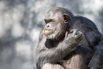 Closeup shot of a chimpanzee enjoying a meal