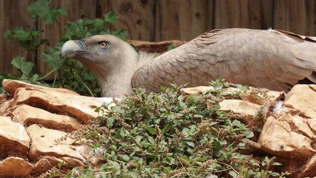 vautour, en gros plan, dans un parc animalier