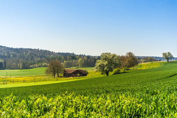 Rural landscape in canton of Thurgau with fields, flowering trees and farmhouse, Klingenzell, Switzerland