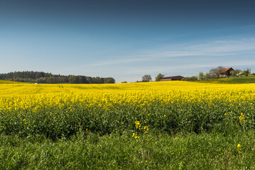 Rural landscape in canton of Thurgau with flowering rapeseed field and farms, Switzerland
