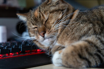 A beautiful tricolor house cat sleeping on the desk near computer keyboard. Cute pet on the work table.