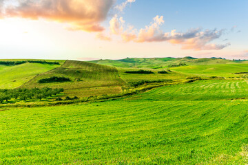 Beautiful landscape of green spring season field with salad grass, farm with garden and sunset or...