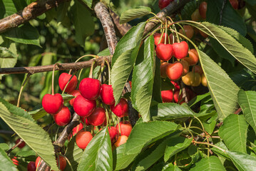 Close up of red cherries hanging on a tree, Kressbronn am Bodensee, Baden-Wuerttemberg, Germany