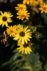 yellow flowers in the garden