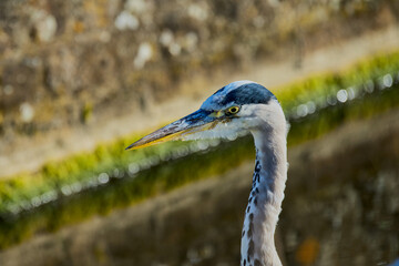 Of a majestic Grey heron Area cinerea by the water, adorned with vibrant moss