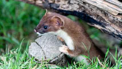 Young stoat perched on log, searching for food